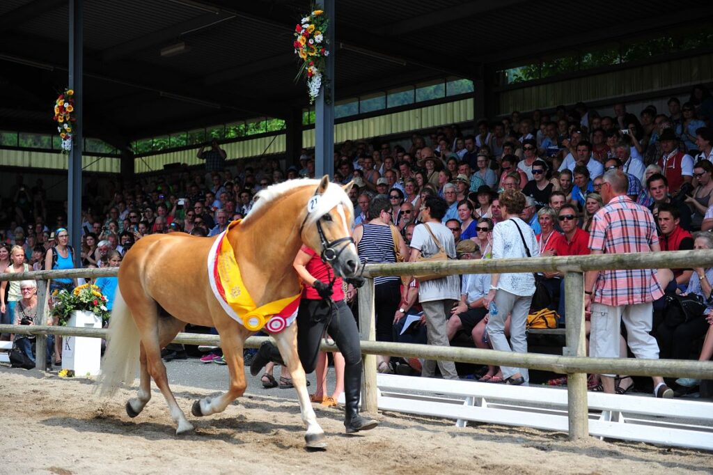 Mostra Mondiale del Cavallo Haflinger – Ebbs, Austria